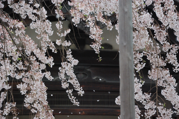 三宝院 桜