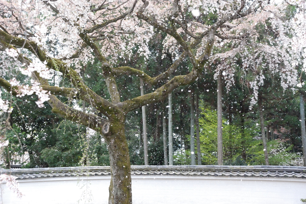 三宝院 桜