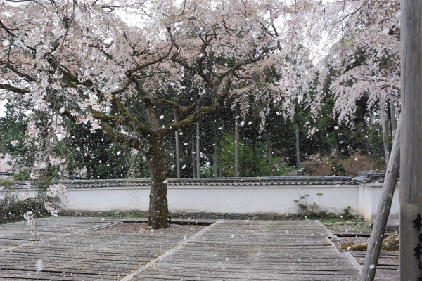 三宝院 桜