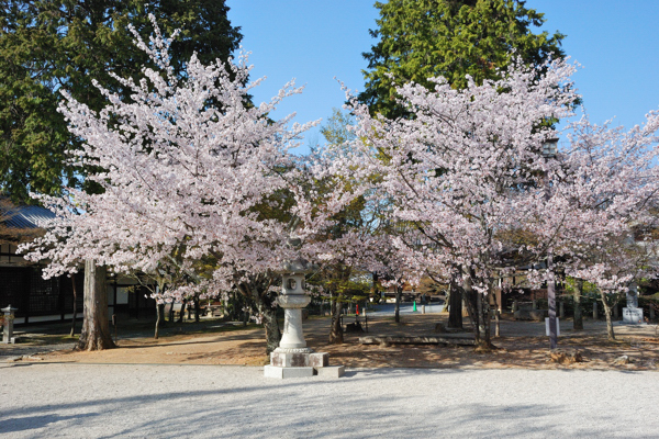 真如堂 桜