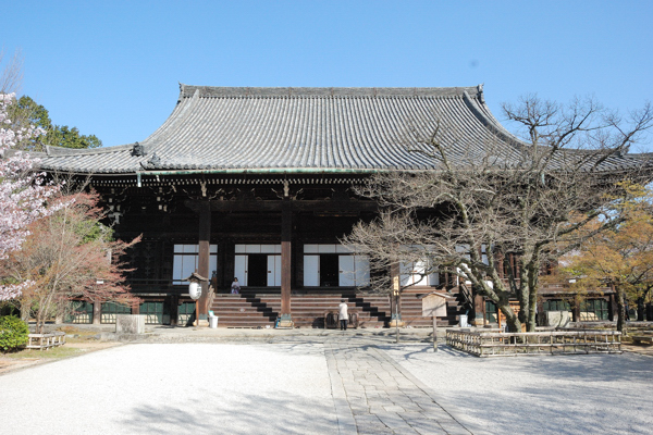 真如堂 本堂 桜