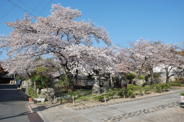 真如堂 桜