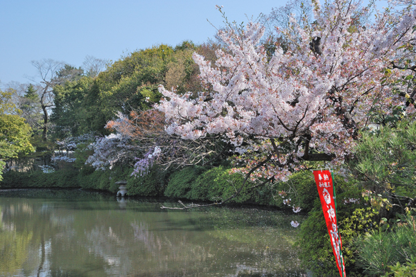 神泉苑 法成就池と桜