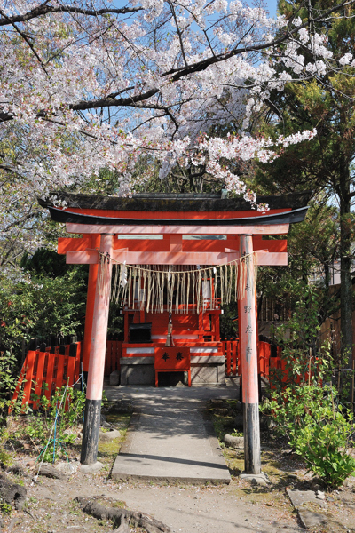 神泉苑 鎮守稲荷社と桜