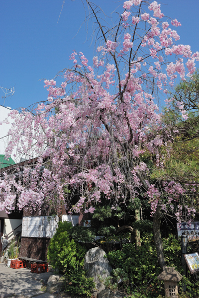 神泉苑 本堂と桜