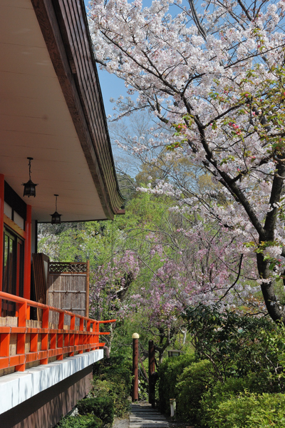 神泉苑 平安殿と桜