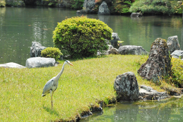 天龍寺 曹源池庭園