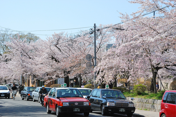 哲学の道 桜