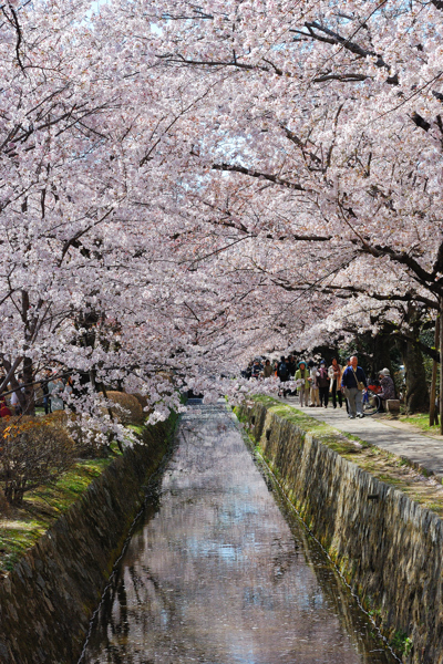 哲学の道 桜