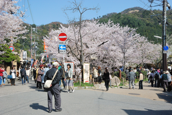 哲学の道 桜