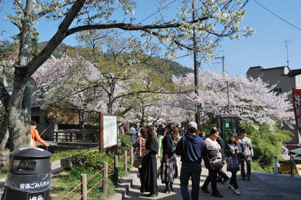 哲学の道 桜