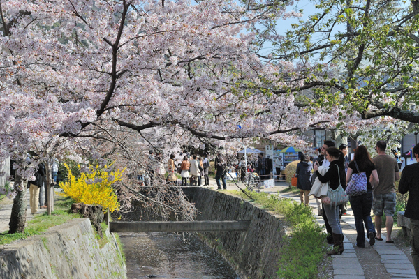 哲学の道 桜