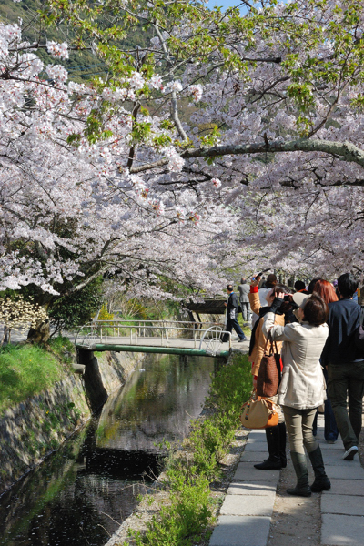 哲学の道 桜