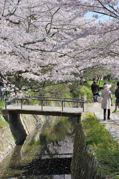 哲学の道 桜