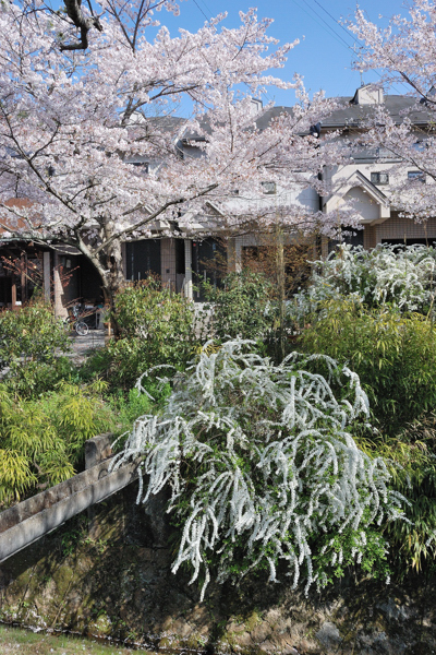 哲学の道 桜