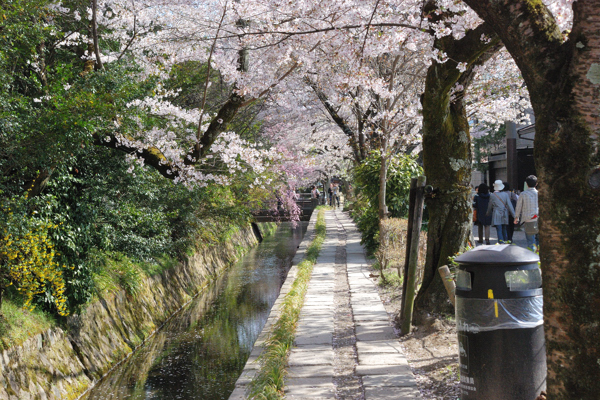 哲学の道 桜