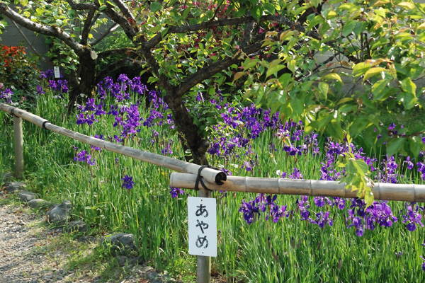 梅宮大社 あやめ