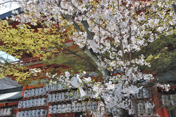 八坂神社 桜 南楼門