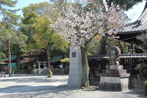 八坂神社 桜