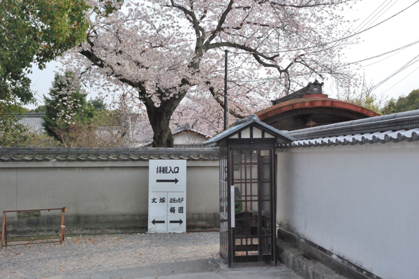 随心院 桜