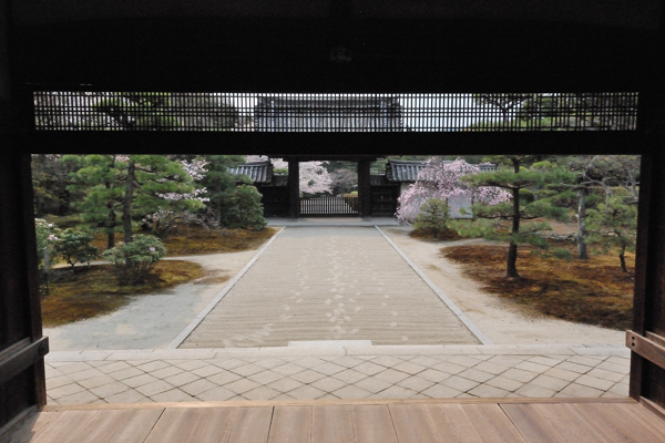 随心院 桜 大玄関 薬医門