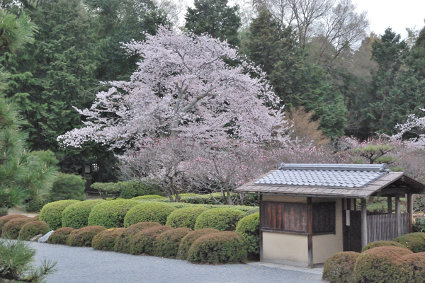 随心院 桜