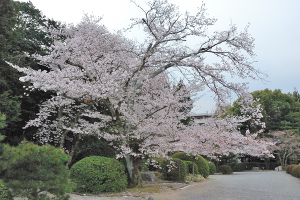 随心院 桜