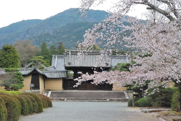 随心院 桜