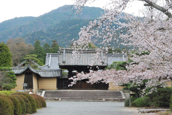 随心院 桜